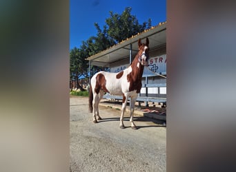 American Paint Horse, Ruin, 6 Jaar, 155 cm, Tovereo-alle-kleuren