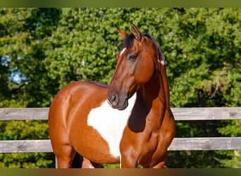 American Paint Horse Mix, Ruin, 6 Jaar, 155 cm