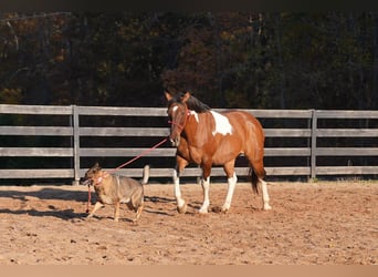 American Paint Horse Mix, Ruin, 6 Jaar, 155 cm