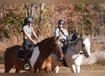 American Paint Horse Mix, Ruin, 6 Jaar, 157 cm, Gevlekt-paard