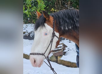 American Paint Horse Mix, Ruin, 6 Jaar, 160 cm, Tovereo-alle-kleuren