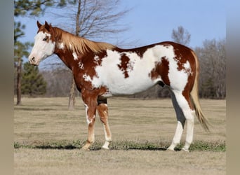 American Paint Horse, Ruin, 6 Jaar, 168 cm, Roodvos