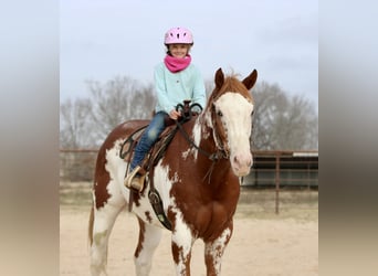 American Paint Horse, Ruin, 6 Jaar, 168 cm