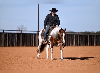 American Paint Horse, Ruin, 6 Jaar, Gevlekt-paard