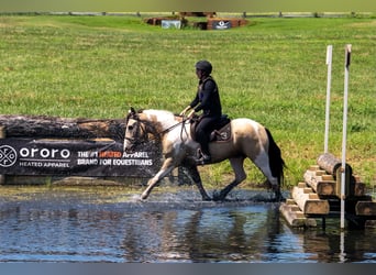 American Paint Horse Mix, Ruin, 6 Jaar, Gevlekt-paard
