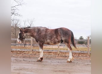 American Paint Horse, Ruin, 7 Jaar, 142 cm, Roan-Blue