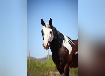 American Paint Horse, Ruin, 7 Jaar, 147 cm, Gevlekt-paard