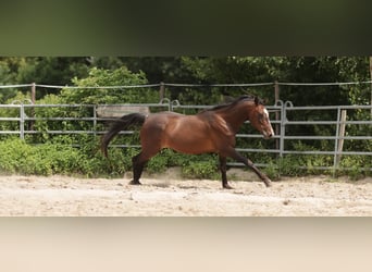 American Paint Horse, Ruin, 7 Jaar, 150 cm, Bruin