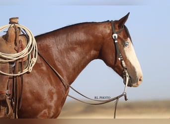 American Paint Horse, Ruin, 7 Jaar, 150 cm, Roodbruin