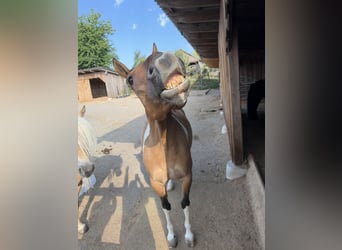 American Paint Horse, Ruin, 7 Jaar, 150 cm, Tobiano-alle-kleuren