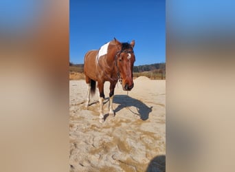American Paint Horse, Ruin, 7 Jaar, 150 cm, Tobiano-alle-kleuren