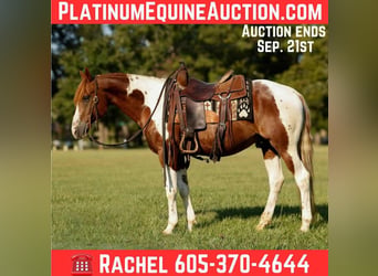 American Paint Horse, Ruin, 7 Jaar, 150 cm, Tobiano-alle-kleuren