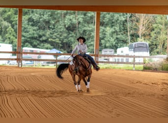 American Paint Horse, Ruin, 7 Jaar, 152 cm, Bruin