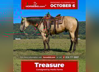 American Paint Horse, Ruin, 7 Jaar, 152 cm, Buckskin