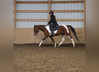 American Paint Horse, Ruin, 7 Jaar, 152 cm, Tobiano-alle-kleuren
