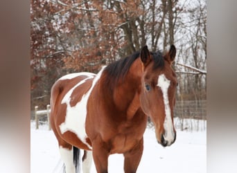 American Paint Horse, Ruin, 7 Jaar, 152 cm, Tobiano-alle-kleuren