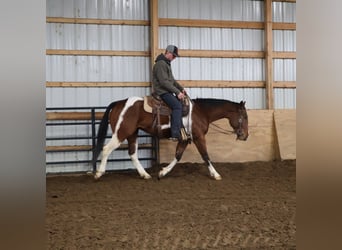 American Paint Horse, Ruin, 7 Jaar, 152 cm, Tobiano-alle-kleuren