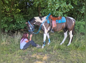 American Paint Horse Mix, Ruin, 7 Jaar, 155 cm, Gevlekt-paard
