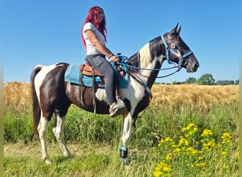 American Paint Horse Mix, Ruin, 7 Jaar, 155 cm, Gevlekt-paard