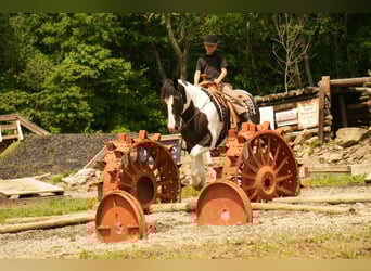 American Paint Horse, Ruin, 7 Jaar, 155 cm, Gevlekt-paard
