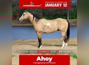 American Paint Horse, Ruin, 7 Jaar, 157 cm, Buckskin