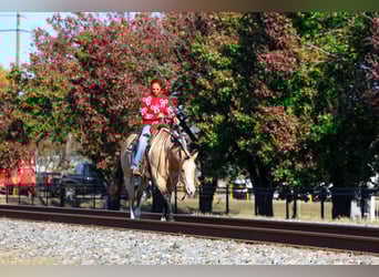 American Paint Horse, Ruin, 7 Jaar, 157 cm, Buckskin