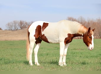 American Paint Horse, Ruin, 7 Jaar, 157 cm, Gevlekt-paard