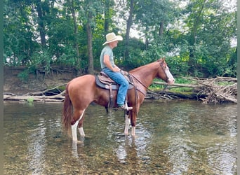 American Paint Horse, Ruin, 7 Jaar, 157 cm, Roodvos