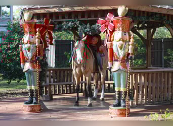 American Paint Horse, Ruin, 7 Jaar, 157 cm