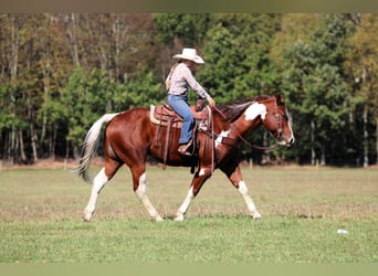 American Paint Horse, Ruin, 7 Jaar, 160 cm, Gevlekt-paard
