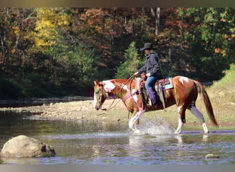American Paint Horse, Ruin, 7 Jaar, 168 cm, Gevlekt-paard