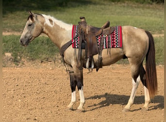 American Paint Horse, Ruin, 7 Jaar, Buckskin