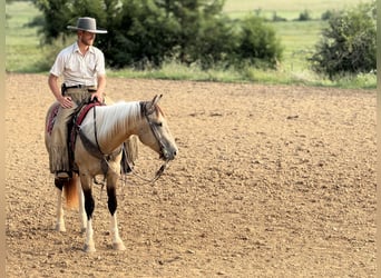 American Paint Horse, Ruin, 7 Jaar, Buckskin