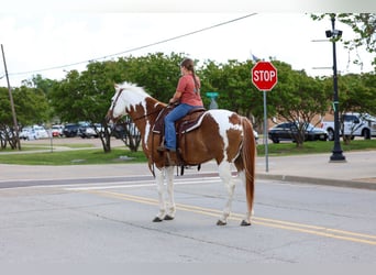 American Paint Horse, Ruin, 7 Jaar, Gevlekt-paard