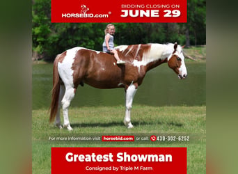 American Paint Horse, Ruin, 7 Jaar, Gevlekt-paard