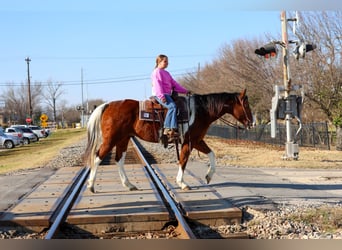 American Paint Horse, Ruin, 7 Jaar, Tobiano-alle-kleuren