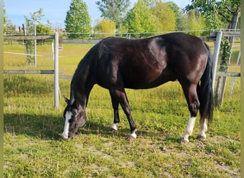 American Paint Horse, Ruin, 8 Jaar, 148 cm, Zwart