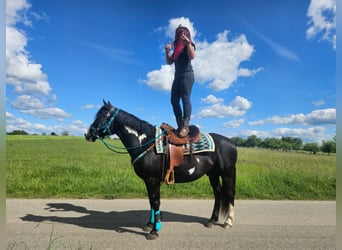 American Paint Horse, Ruin, 8 Jaar, 150 cm, Overo-alle-kleuren