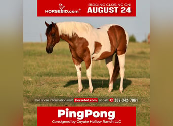 American Paint Horse, Ruin, 8 Jaar, 152 cm, Gevlekt-paard