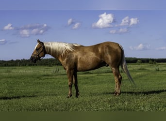 American Paint Horse, Ruin, 8 Jaar, 152 cm, Palomino