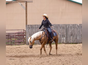 American Paint Horse, Ruin, 8 Jaar, 152 cm, Palomino