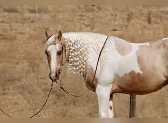 American Paint Horse, Ruin, 8 Jaar, 152 cm, Palomino