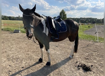 American Paint Horse, Ruin, 8 Jaar, 156 cm, Tobiano-alle-kleuren