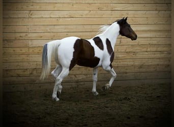 American Paint Horse, Ruin, 8 Jaar, 160 cm, Gevlekt-paard