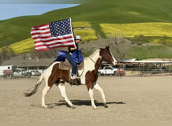 American Paint Horse, Ruin, 8 Jaar, 163 cm, Tobiano-alle-kleuren