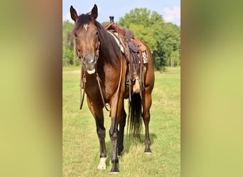 American Paint Horse, Ruin, 8 Jaar, 170 cm, Roodbruin