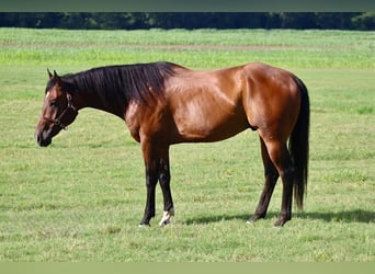 American Paint Horse, Ruin, 8 Jaar, 170 cm, Roodbruin