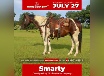 American Paint Horse, Ruin, 8 Jaar, Gevlekt-paard