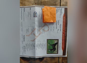 American Paint Horse, Ruin, 9 Jaar, 146 cm, Zwart