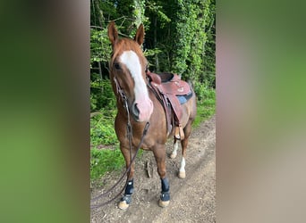 American Paint Horse, Ruin, 9 Jaar, 154 cm, Vos